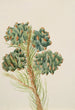 Pin à une feuille Pinus monophylla - Mary Vaux Walcott — Ansicht des Kunstwerks