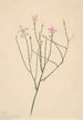 Fleur Skelett Lygodesmia juncea - Mary Vaux Walcott — Ansicht des Kunstwerks