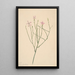 Fleur Skelett Lygodesmia juncea - Mary Vaux Walcott — gerahmtes Bild an der Wand