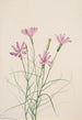 Lygodesmia grandiflora - Mary Vaux Walcott — Ansicht des Kunstwerks