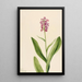 Orchidee frangée pourpre Habenaria psychodes - Mary Vaux Walcott — gerahmtes Bild an der Wand