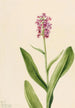 Orchidee frangée pourpre Habenaria psychodes - Mary Vaux Walcott — Ansicht des Kunstwerks