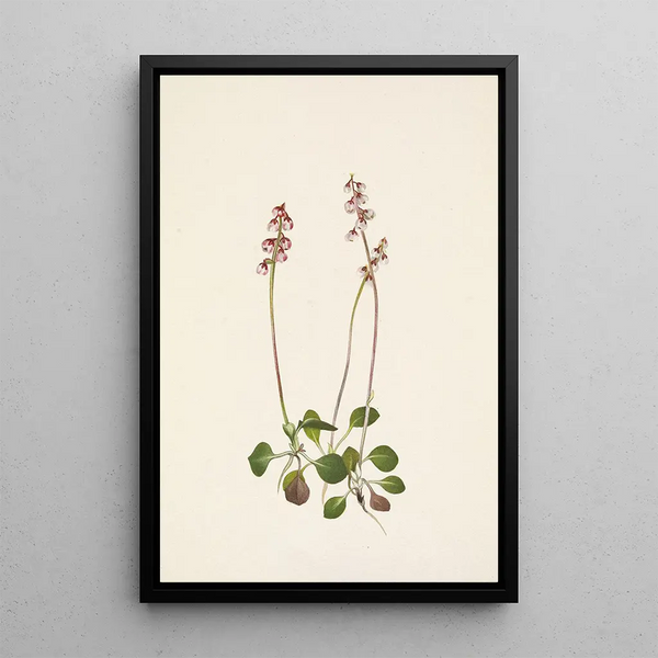Mary Vaux Walcott - Small Pyrola Pyrola minor.webp