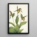 Kleinbild des gelben Venus-Schuhs Cypripedium parviflorum von Mary Vaux Walcott — gerahmtes Bild an der Wand