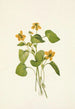 Violette jaune lisse Viola eriocarpa - Mary Vaux Walcott — Ansicht des Kunstwerks
