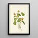 Violette jaune lisse Viola eriocarpa - Mary Vaux Walcott — gerahmtes Bild an der Wand