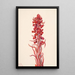 Pflanze des Schnees Sarcodes sanguinea - Mary Vaux Walcott — gerahmtes Bild an der Wand