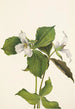Trille des neiges Trillium grandiflorum - Mary Vaux Walcott — Ansicht des Kunstwerks