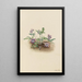 Violette de la côte sud Viola septemloba - Mary Vaux Walcott — gerahmtes Bild an der Wand