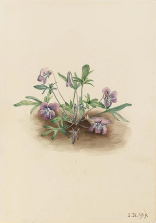 Mary Vaux Walcott - Southern Coast Violet Viola septemloba.webp