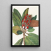 Frucht des Magnolienbaums im Süden Magnolia grandiflora - Mary Vaux Walcott — gerahmtes Bild an der Wand