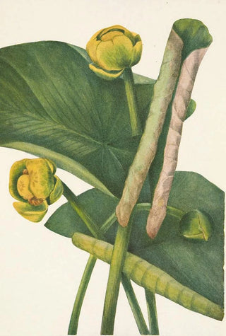 Mary Vaux Walcott - Spatterdock Nymphaea advena.webp