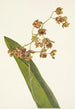 Cyrtopodium tacheté Cyrtopodium punctatum - Mary Vaux Walcott — Ansicht des Kunstwerks