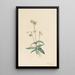 Pipsissewa tacheté Chimaphila maculata - Mary Vaux Walcott — gerahmtes Bild an der Wand