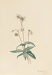Pipsissewa tacheté Chimaphila maculata - Mary Vaux Walcott — Ansicht des Kunstwerks