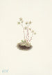 Saxifrage tachetée Saxifraga bronchialis - Mary Vaux Walcott — Ansicht des Kunstwerks