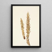 Conopholis d'Amérique Conopholis americana - Mary Vaux Walcott — gerahmtes Bild an der Wand