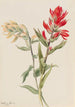 Stachys des marais - Mary Vaux Walcott — Ansicht des Kunstwerks