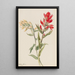Stachys des marais - Mary Vaux Walcott — gerahmtes Bild an der Wand