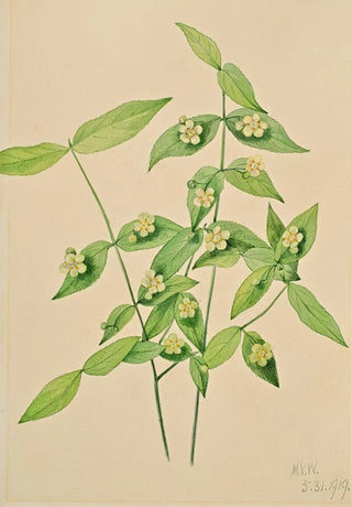 Mary Vaux Walcott - Strawberry Bush Euonymus americanus.webp