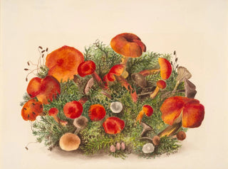 Studie der Pilze - Mary Vaux Walcott — Ansicht des Kunstwerks
