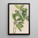 Magnolia des marais Magnolia virginiana - Mary Vaux Walcott — gerahmtes Bild an der Wand