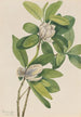 Magnolia des marais Magnolia virginiana - Mary Vaux Walcott — Ansicht des Kunstwerks