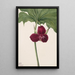 Trille doux Trillium vasyi - Mary Vaux Walcott — gerahmtes Bild an der Wand