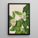 Magnolia à feuilles persistantes Magnolia virginiana - Mary Vaux Walcott — gerahmtes Bild an der Wand