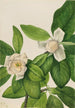 Magnolia à feuilles persistantes Magnolia virginiana - Mary Vaux Walcott — Ansicht des Kunstwerks