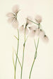 Linaigrette à feuilles étroites Eriophorum angustifolium - Mary Vaux Walcott — Ansicht des Kunstwerks