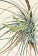 Tillandsia fasciculée Tillandsia fasciculata - Mary Vaux Walcott — Ansicht des Kunstwerks