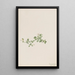 Houstonie rampante Houstonia procumbens - Mary Vaux Walcott — gerahmtes Bild an der Wand