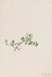 Houstonie rampante Houstonia procumbens - Mary Vaux Walcott — Ansicht des Kunstwerks