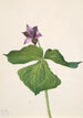 Trille dressé Trillium erectum - Mary Vaux Walcott — Ansicht des Kunstwerks