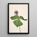 Trille dressé Trillium erectum - Mary Vaux Walcott — gerahmtes Bild an der Wand