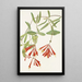 Chèvrefeuille trompette Lonicera sempervirens - Mary Vaux Walcott — gerahmtes Bild an der Wand