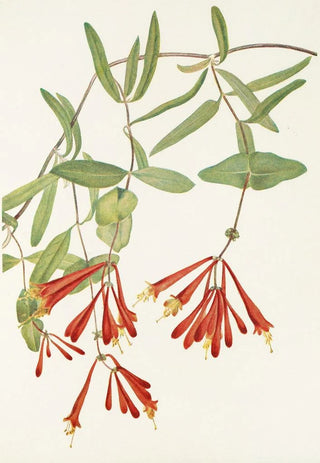 Mary Vaux Walcott - Trumpet Honeysuckle Lonicera sempervirens.webp