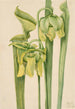 Sarracénie jaune Sarracenia flava - Mary Vaux Walcott — Ansicht des Kunstwerks