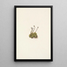Saxifrage gazonnante Saxifraga caespitosa - Mary Vaux Walcott — gerahmtes Bild an der Wand
