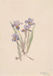 Iris printanier Iris verna - Mary Vaux Walcott — Ansicht des Kunstwerks