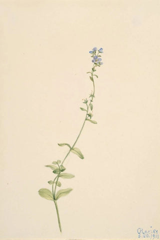 Mary Vaux Walcott - Veronica serpyllifolia.webp