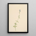 Veronique à feuilles de serpolet Veronica serpyllifolia - Mary Vaux Walcott — gerahmtes Bild an der Wand