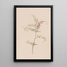 Vesce d'Amérique Vicia americana - Mary Vaux Walcott — gerahmtes Bild an der Wand