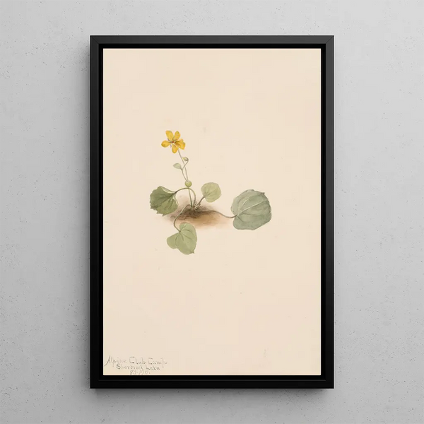 Mary Vaux Walcott - Viola orbiculata.webp