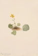 Violette orbiculaire Viola orbiculata - Mary Vaux Walcott — Ansicht des Kunstwerks