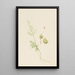 Viola des marais - Mary Vaux Walcott — gerahmtes Bild an der Wand