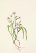 Claytonia von Virginia - Mary Vaux Walcott — Ansicht des Kunstwerks