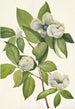 Virginie Stewartia Gemälde - Mary Vaux Walcott — Ansicht des Kunstwerks