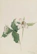 Trille blanc - Mary Vaux Walcott — Ansicht des Kunstwerks